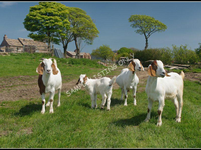 Tunisian Live Boer Goats