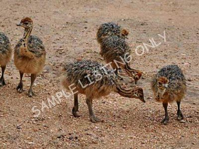 Tunisia Ostrich Chicks