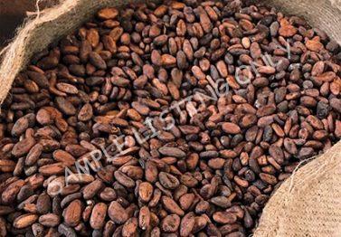 Tunisia Cocoa Beans