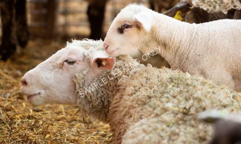 Healthy Tunisia Sheep