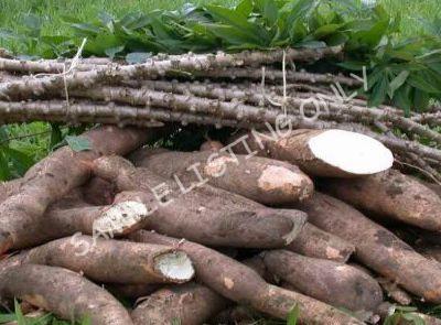 Fresh Tunisia Cassava