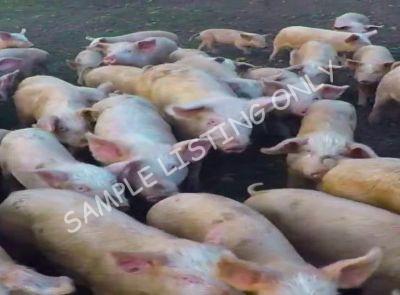 Tunisia Healthy Pigs
